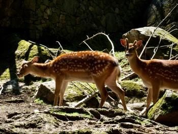 Chalet-Hôtel Aux Mille Etoiles – Zoo